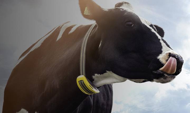 Agroleite terá palestra sobre uso prático do monitoramento de vacas leiteiras