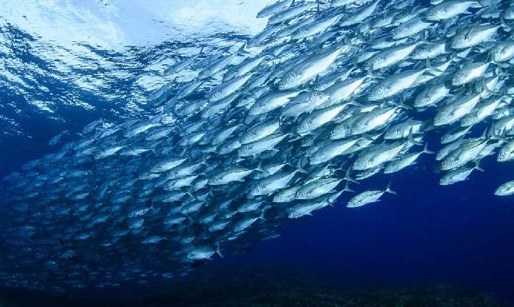 Aquicultura sustentável avança no Chile e fortalece demanda por insumos certificados na cadeia do salmão