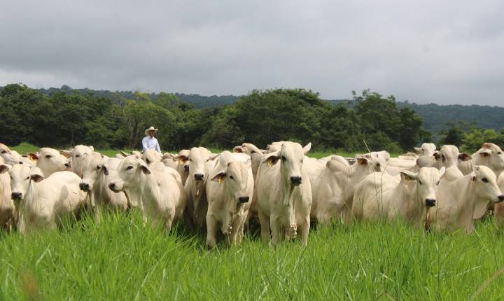 ARTIGO | Bem-estar animal ganha protagonismo no acesso a novos mercados