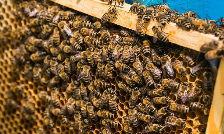 ARTIGO I Efeito das variações bruscas de temperatura sobre colônias de abelhas (Apis mellifera) e estratégias para redução do impacto