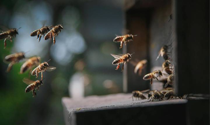 ARTIGO: Melhores práticas globais na agricultura e conservação de polinizadores