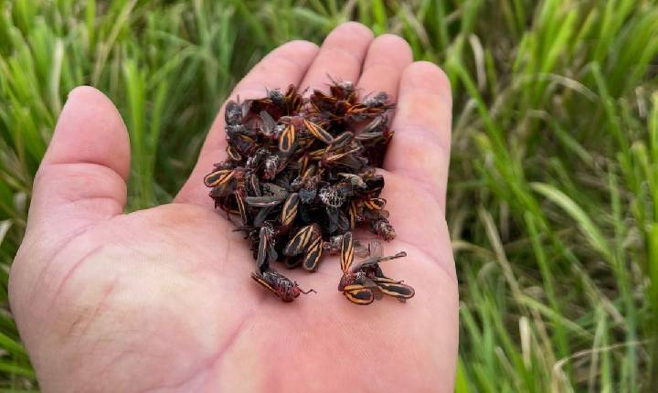 Ataque de pragas ameaça produtividade das pastagens e acende alerta na pecuária brasileira