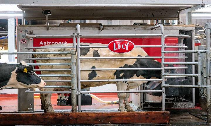 Automação direciona vacas para área de manejo e agiliza rotina nas fazendas leiteiras