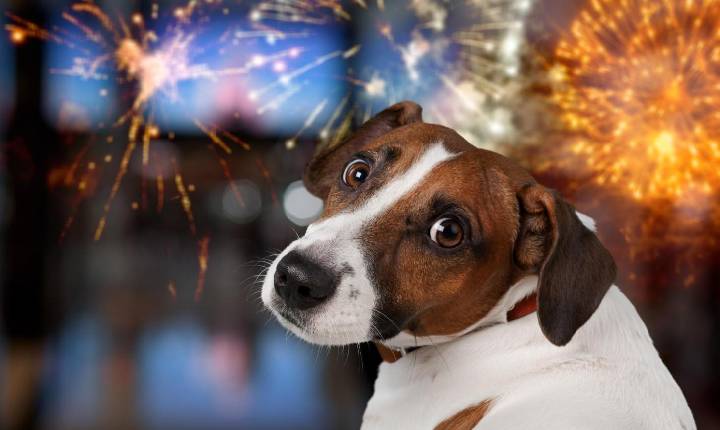 Barulho de fogos e festividades podem agravar doenças crônicas e causar acidentes com pets