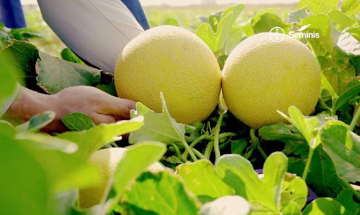 Bayer apresenta soluções para o manejo de doenças e novidades no portifólio na 31ª Hortitec