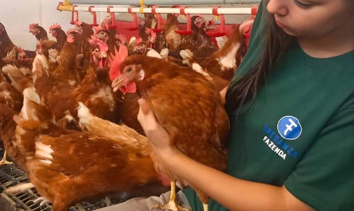 Bem-estar animal e valorização da equipe alavancam excelência na Fazenda Speranza