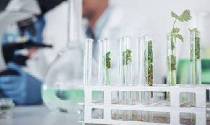 Biodiversidade e pesquisa podem colocar Brasil na liderança global dos bioinsumos 