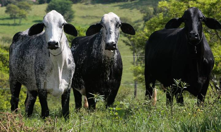 Biogénesis Bagó destaca tecnologias para silagem, sanidade e desempenho leiteiro na Megaleite 2026