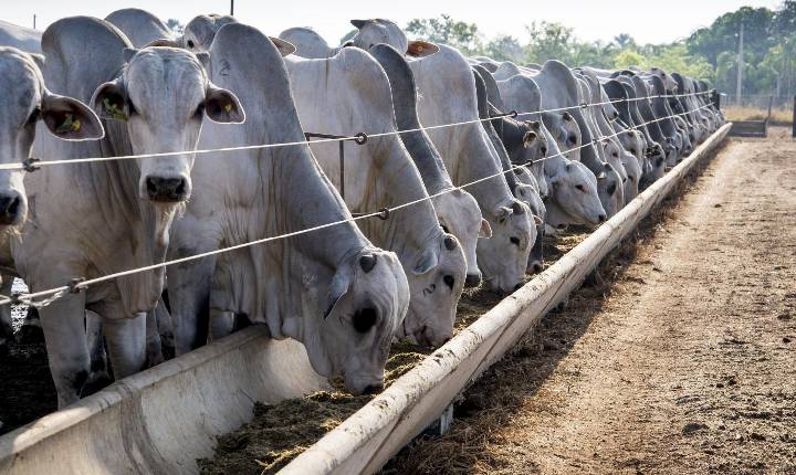 Boitel une previsibilidade financeira e ganho de eficiência para produtores