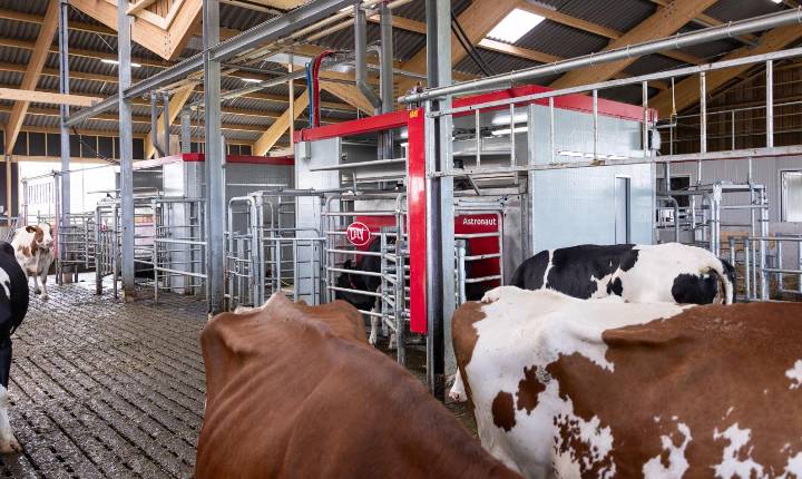 Brasil lidera ranking global de produção de leite por vaca com uso de tecnologia