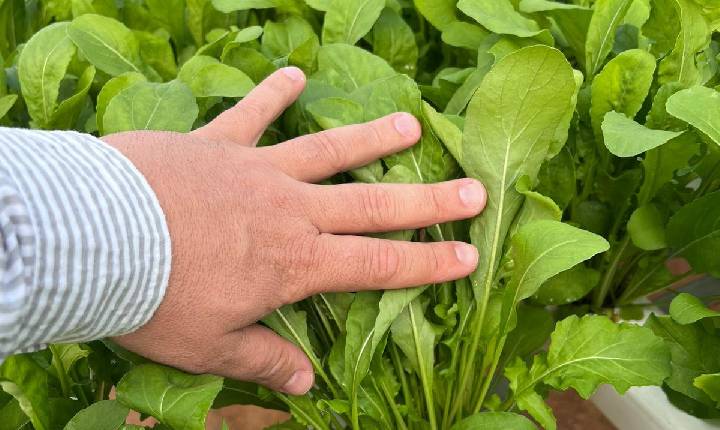 Ciclo mais rápido da rúcula favorece planejamento e rentabilidade do produtor