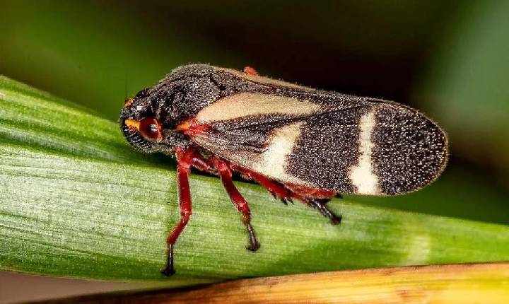 Cigarrinhas ameaçam produtividade de canaviais e pastagens e ampliam necessidade de manejo no campo