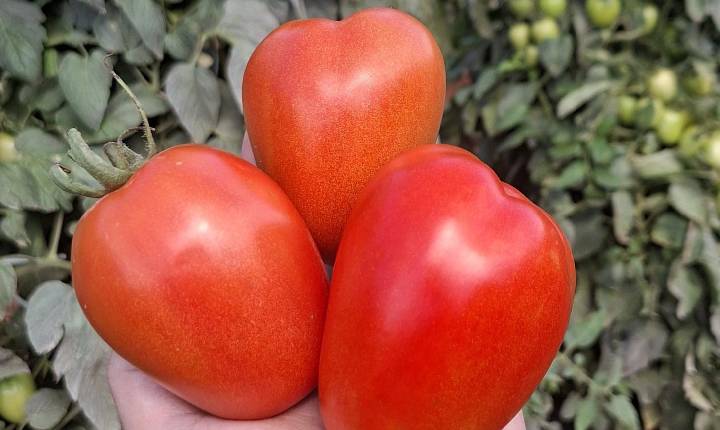 Clima adverso e pressão de doenças ampliam riscos na produção de tomate saladete