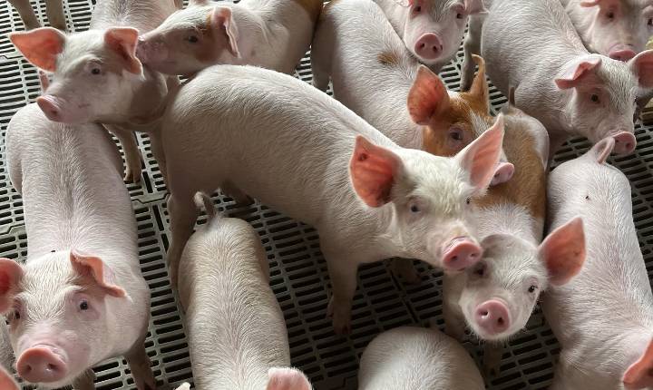 COBEA lança manifesto que relaciona bem-estar animal à prevenção de doenças e ao uso racional de antimicrobianos