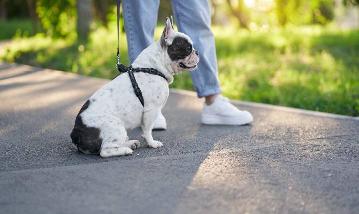 Com 160 milhões de pets no país, novos critérios de compra levam mercado imobiliário a adaptar projetos