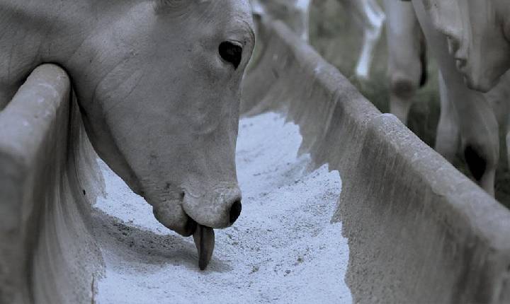 Connan apresentará inovações para pecuária de cria durante o BeefDay 2026