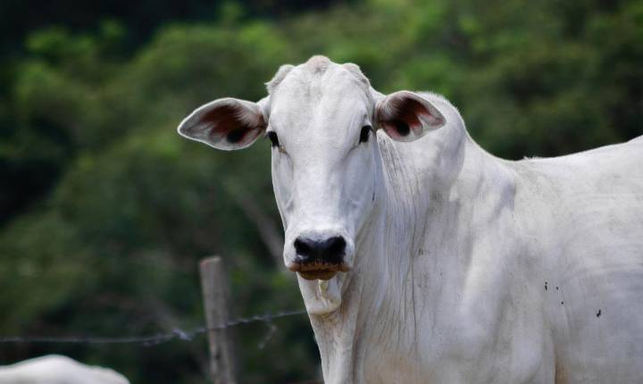 Contenção bovina adequada aumenta segurança, bem-estar e eficiência na pecuária