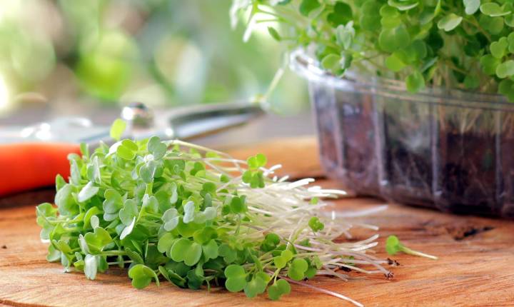 Cultivo de microverdes em pequena escala exige atenção à escolha das sementes