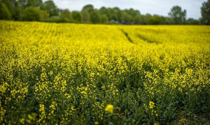 Culturas alternativas de inverno, como canola e carinata, ganham força para proteger a rentabilidade no Sul