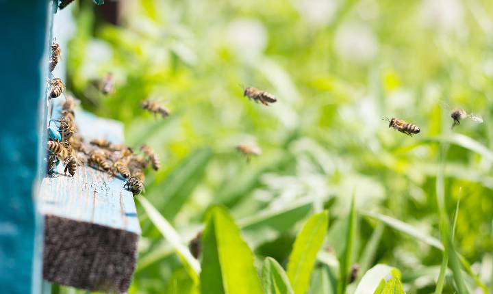 Curso gratuito destaca boas práticas para conciliar agricultura e preservação das abelhas