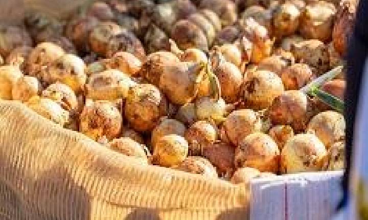 Edição histórica dos 20 anos de Open Field Day terá 2,8 hectares de área cultivada e demonstrações de colheita mecanizada de cebolas