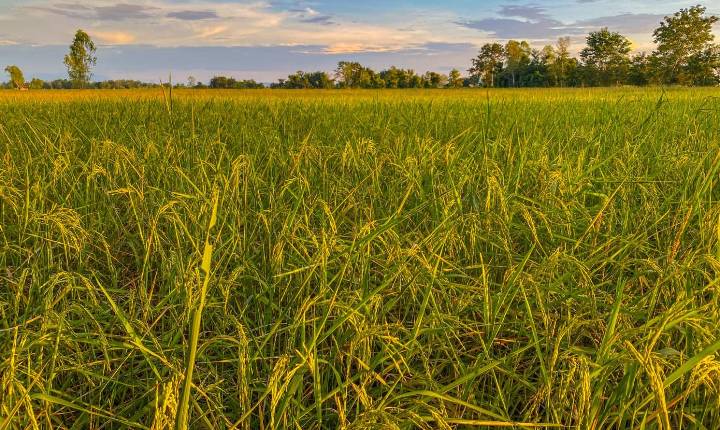 El Niño acende alerta para a cultura do arroz no Brasil