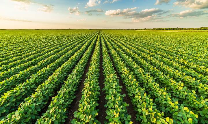 El Niño exige atenção redobrada no manejo da soja e decisões mais rápidas na safra 2026/27