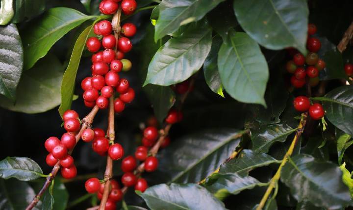 El Niño pode antecipar florada e aumentar pressão fitossanitária na safra 2027 do café brasileiro
