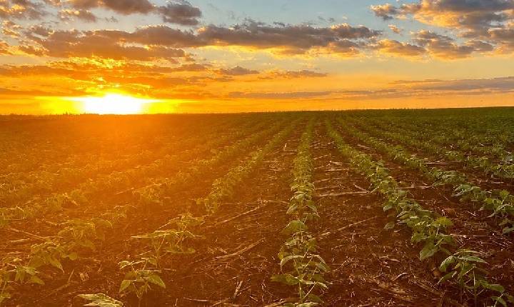 El Niño reforça importância da correção e construção do perfil do solo para reduzir riscos na próxima safra