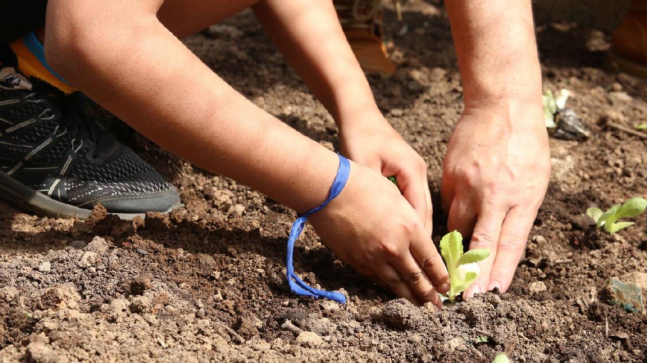 Entidades pedem apoio de candidatos em defesa da agroecologia