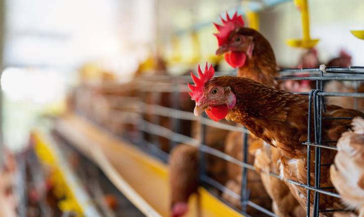 Estratégias de prevenção protegem reputação da avicultura brasileira no mercado global