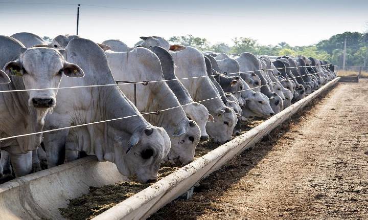 Estratégias nutricionais intensificam aproveitamento do milho no confinamento