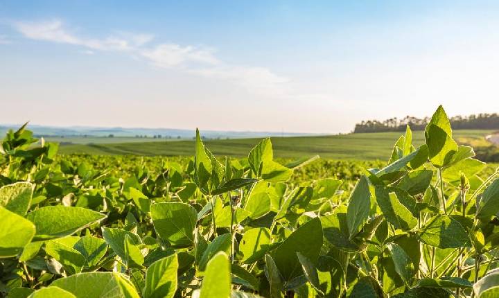 Etanol de soja em escala industrial reforça o protagonismo brasileiro em biocombustíveis avançados
