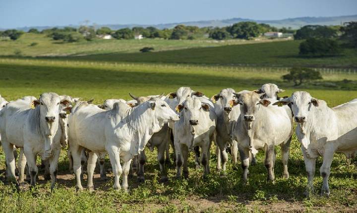 Expansão da pecuária brasileira exige rastreabilidade no centro da agenda setorial