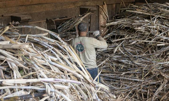 Fazenda Barra Grande inicia nova safra em Itirapuã e projeta produção de 35 mil litros de Cachaça de alambique em 2026