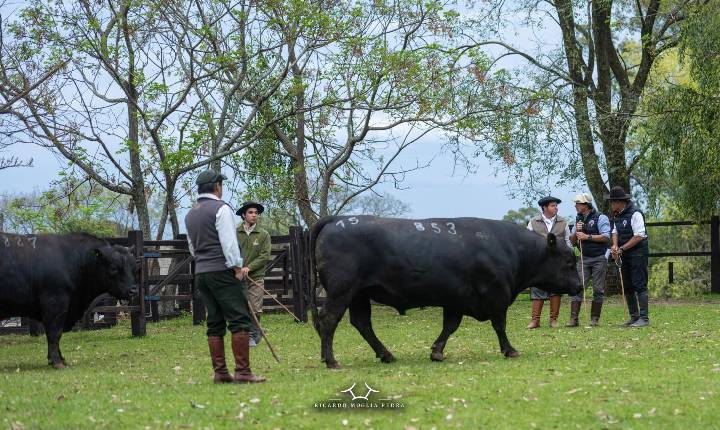 Feicorte 2026 terá primeiro julgamento de animais rústicos de SP e ampliação da área de expositores