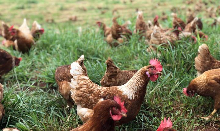 Galinhas livres de gaiolas e foco em biossegurança garantem produção de ovos bem-sucedida
