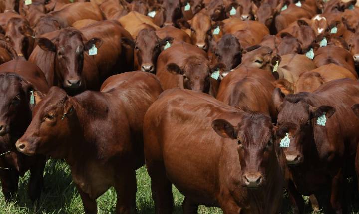 Genética de resultados e alta adaptação tropical guiam a oferta do 22º Leilão Bonsmara Santa Silvéria