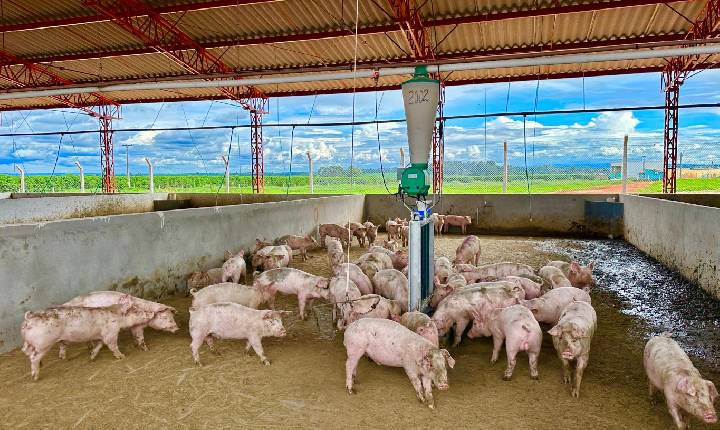 Granja mineira é a primeira do país a atender certificação de bem-estar animal de alto nível técnico na suinocultura