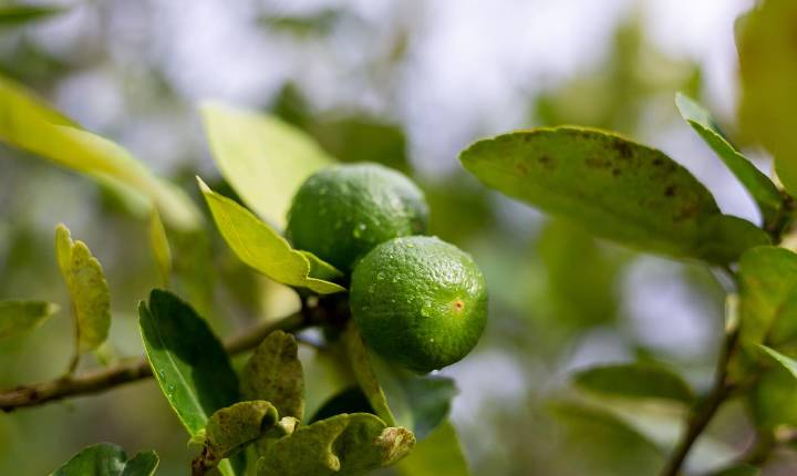 Greening ameaça oferta de limão e exige atenção redobrada aos pomares