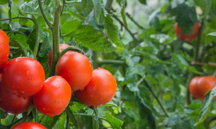 Inverno aumenta desafios fitossanitários e reforça importância do manejo preventivo em hortaliças