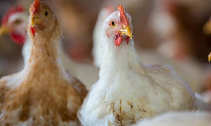 Manejo de matrizes e controle de contaminação orientam ganhos de produtividade na avicultura