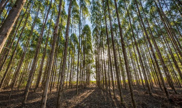 Manejo do solo impulsiona produtividade e acelera o ciclo das florestas plantadas