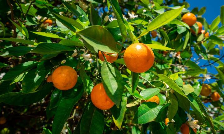 Manejo específico focado na redução de perdas por estresse hídrico na citricultura é destaque durante a Expocitros 2026