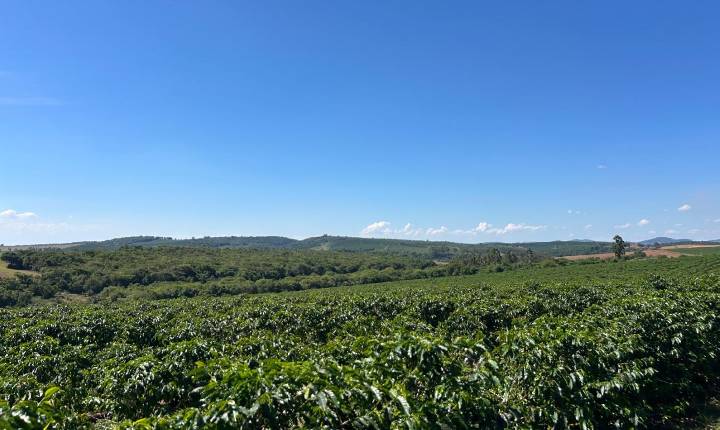 Manejo integrado de doenças no cafeeiro: efeito do silício no controle da cercosporiose chega a 63,2%