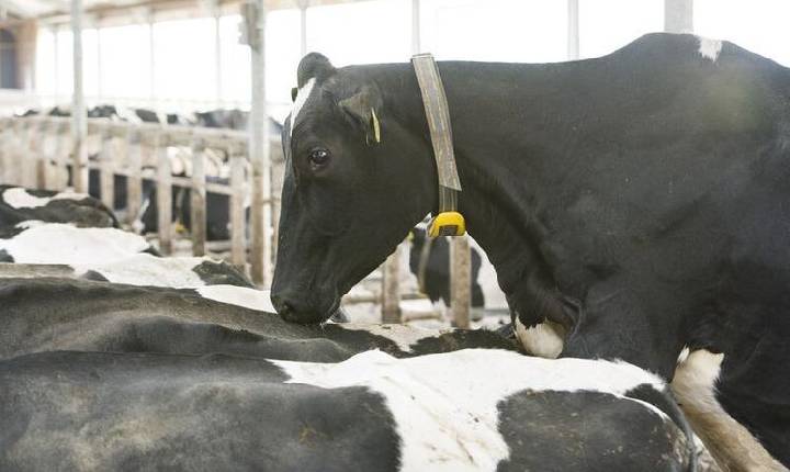 Monitoramento do comportamento ajuda a identificar vacas com maior chance de prenhez