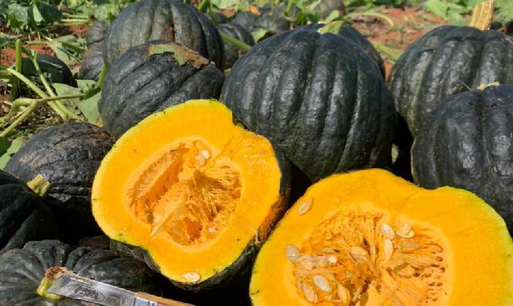 Na produção de cabotiá, florada não é sinônimo de colheita
