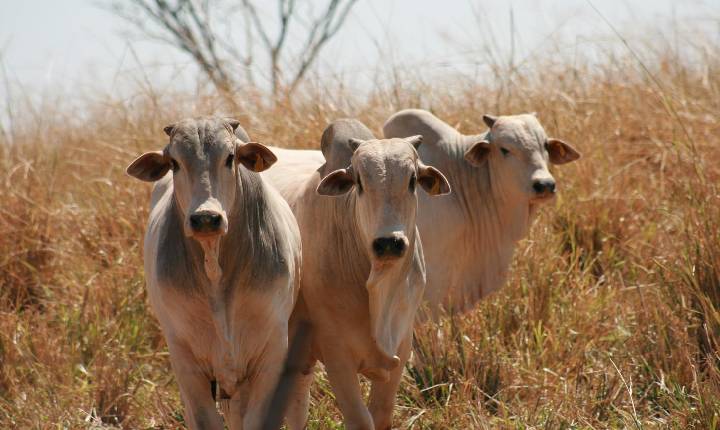 Nutrição estratégica é aliada da produtividade na seca