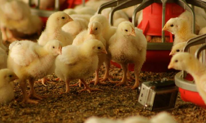 Nutrição nas primeiras fases da matriz pesada define desempenho reprodutivo na avicultura