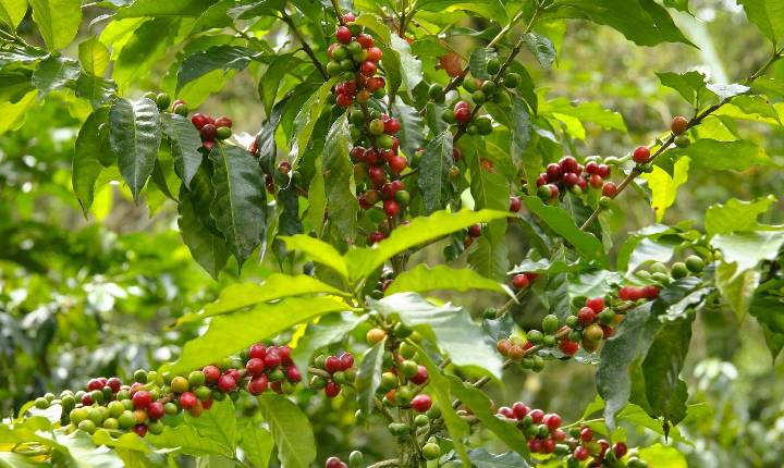 Para além da soja, CJ Selecta amplia portfólio com lançamento de tecnologia voltada à melhoria de frutos